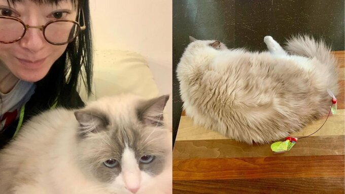 【ねこ】遠野なぎこさん「ただいま、ケンカ中」愛猫・愁くんの噛み癖に怒って大反省「仲直りしよう」|TBS NEWS DIG