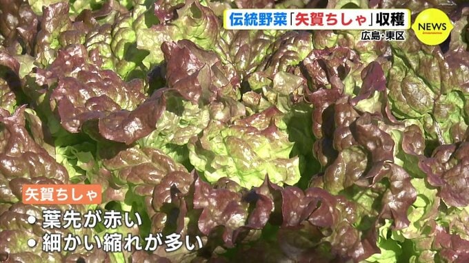 “売りは昔ながらの苦味” 伝統野菜「矢賀ちしゃ」収穫　広島　|　RCC NEWS | 広島ニュース | RCC中国放送