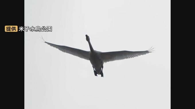 冬の訪れ告げるコハクチョウが今シーズン初飛来　鳥取県米子市の水鳥公園　開園以来最も早い初飛来　|TBS NEWS DIG