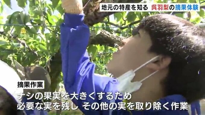 「すごく大変だなって実感できた」中学生が “呉羽梨” 摘果作業を体験　地元の特産に理解深める　富山|TBS NEWS DIG