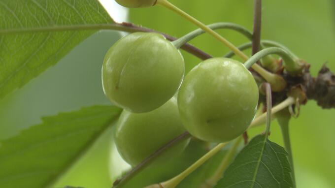 北の“フルーツ王国”でサクランボの作柄調査　2024年の着果数は「ほぼ平年並み」　青森県南部町の観光農園『サクランボ狩り』は6月20日～7月15日まで予定　|　青森のニュース│ATV NEWS│青森テレビ