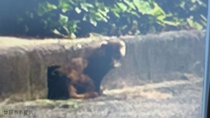 住宅地の公園でクマの目撃情報　調査の結果「アナグマらしき動物」と判明　画像には長い尾　広島･廿日市市|TBS NEWS DIG