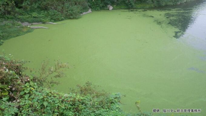 ダム貯水池で浮き草が大量発生 外来種か調査 愛媛　|　愛媛のニュース - Nスタえひめ｜あいテレビは6チャンネル