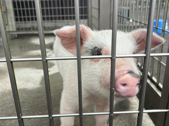 警察署に届けられた「落とし物」の子豚が新たな旅立ち 「トントン、異常ありません」署員も惜別|TBS NEWS DIG