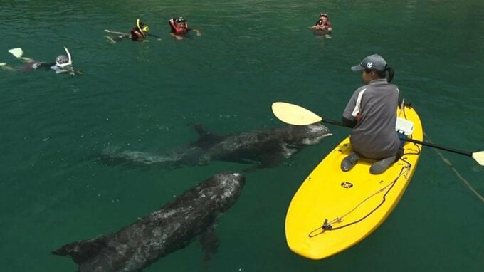 台風13号（ドルフィン）の接近予想で「クジラと泳げる海水浴場」が夏イベント一時中止　2頭のハナゴンドウ10人がかりで抱え博物館内のいけすへ|TBS NEWS DIG