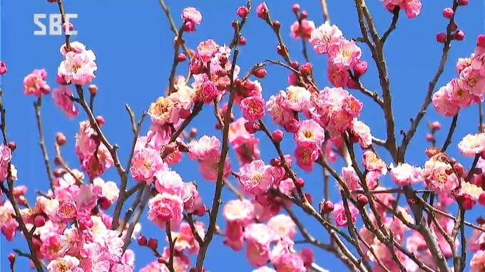 梅の花が見ごろに　紅梅が7分咲き　白梅は3分～5分咲き　長野・上田市の上田城跡公園　|　SBC NEWS | 長野のニュース | SBC信越放送