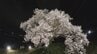 【満開】高さ17mの一本桜が見ごろ　夜はライトアップで幽玄な雰囲気に　山梨・わに塚のサクラ　|　山梨のニュース | ＵＴＹテレビ山梨