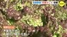 “売りは昔ながらの苦味” 伝統野菜「矢賀ちしゃ」収穫　広島　|　RCC NEWS | 広島ニュース | RCC中国放送