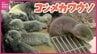 「お父さん！気をつけてよ！」　４つ子のお世話で大忙し！主導権はどちらに？役割分担は？　コツメカワウソの夫婦が子育てに奮闘　宮島水族館・広島　|　RCC NEWS | 広島ニュース | RCC中国放送