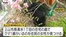 【動画】「まさかウチに」住宅の庭にクマが居座る　麻酔で眠ったところを捕獲（山形・上山市）　|　山形のニュース│TUYテレビユー山形
