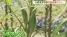 但馬の伝統野菜「八代オクラ」の収穫体験　生で食べられて「柔らかい」　兵庫・豊岡市　|　MBSニュース | 関西の最新ニュースを分かりやすく。