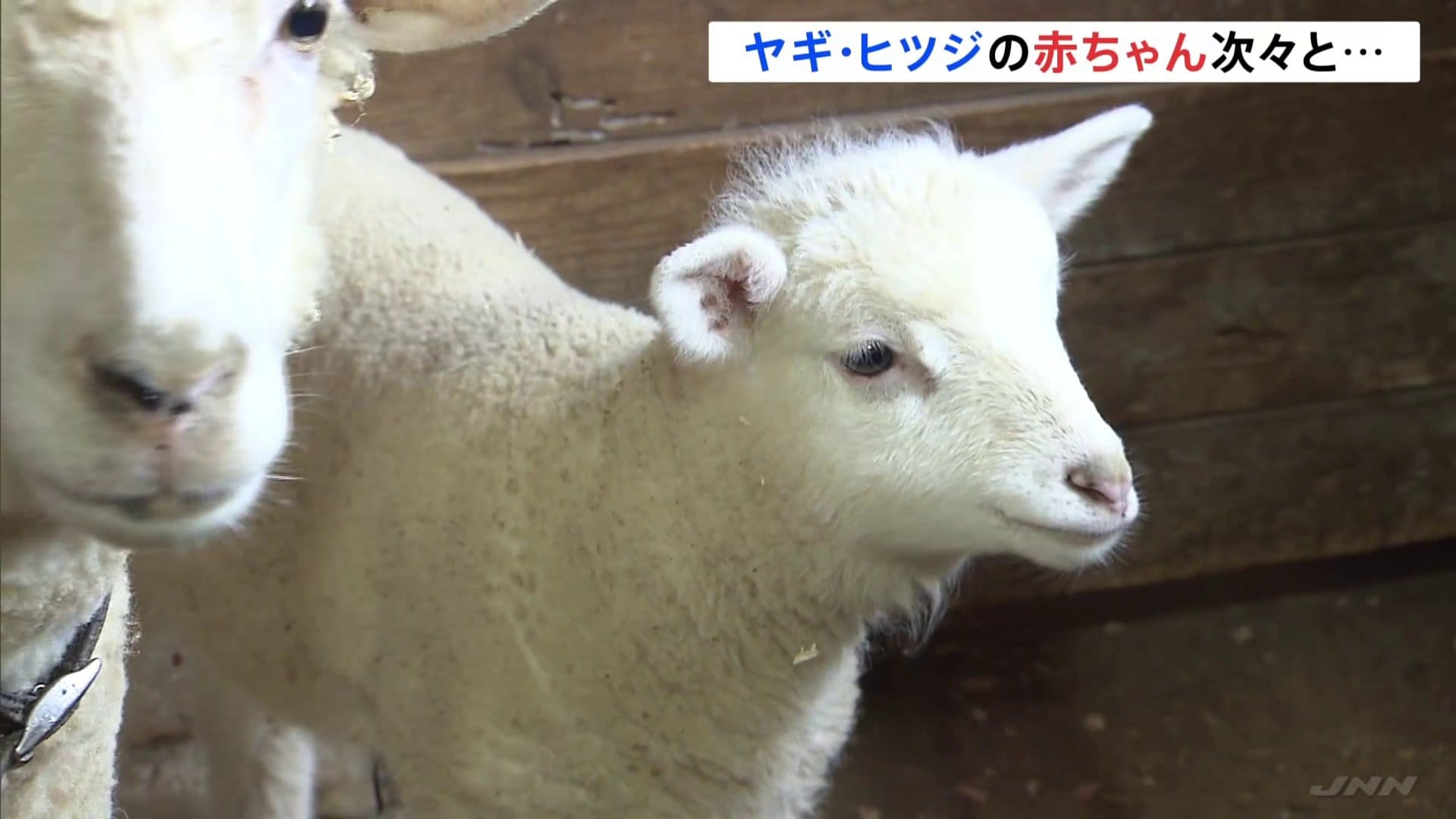 兵庫の牧場公園でベビーラッシュ ヤギやヒツジの赤ちゃんが次々に誕生 | TBS NEWS DIG