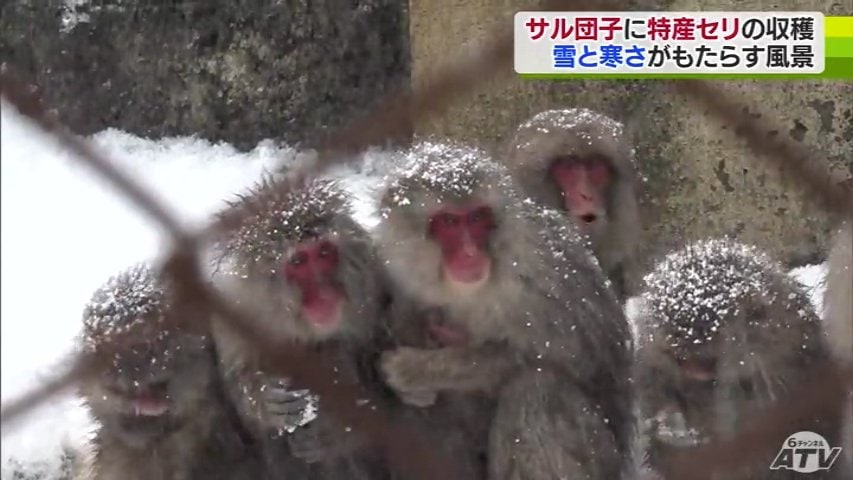 まさに「サル団子」冬毛に包まれた約60頭のサルたちが身を寄せ合う