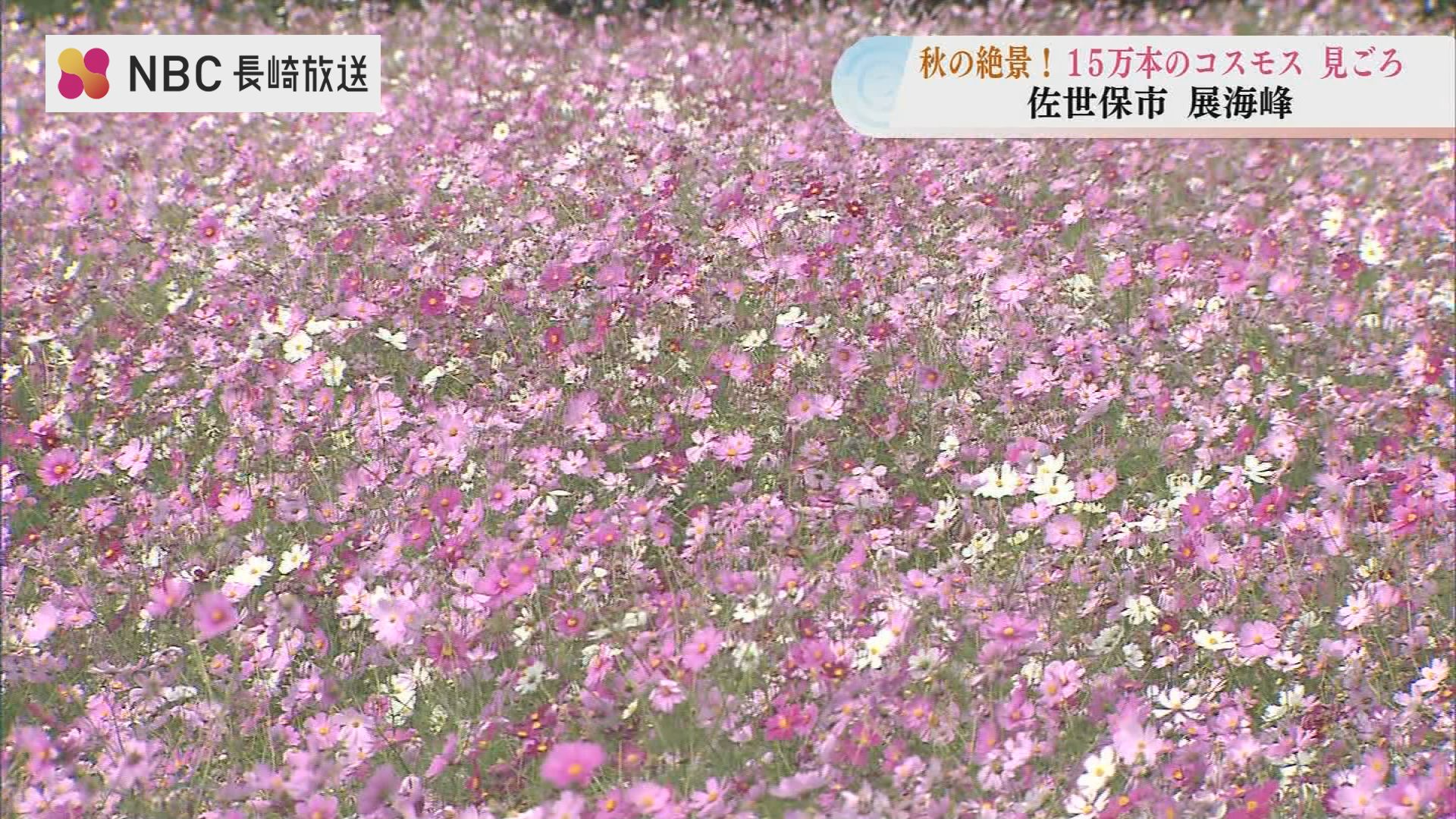 15万本のコスモスが満開に 九十九島望む絶景スポット「展海峰」が秋の