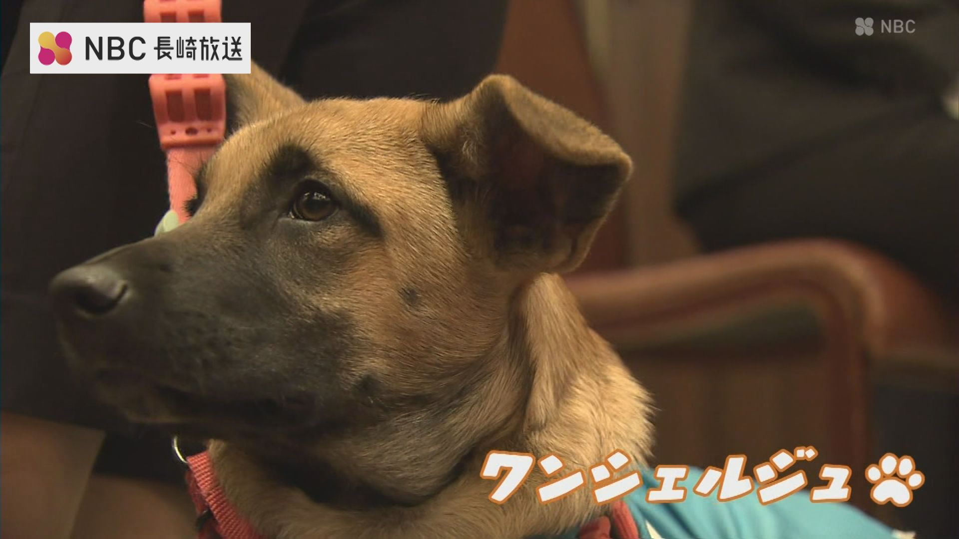 期待の新入社員！長崎市のリゾート施設「i＋Land nagasaki」が2匹の