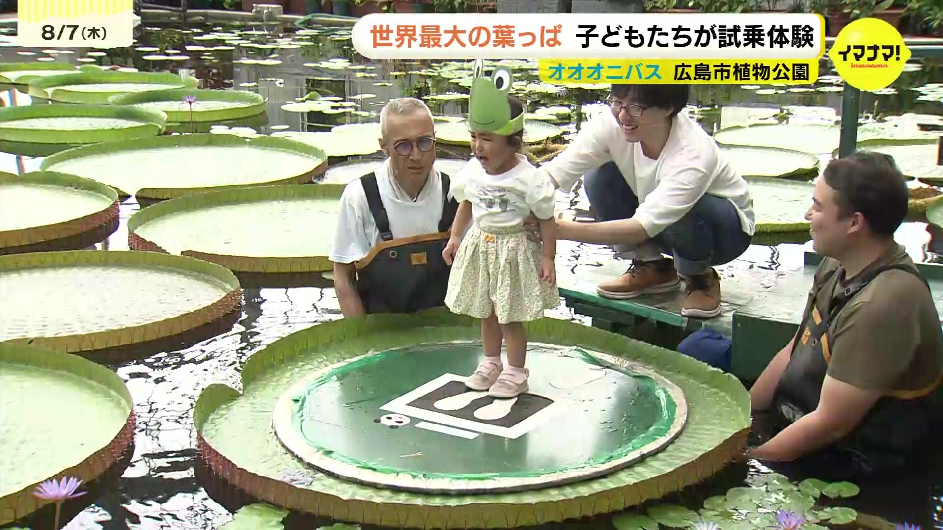 南米原産【オオオニバスの種15粒】 小さい船みたい｣ 夏休み大人気イベント オオオニバス 試乗体験会 | TBS