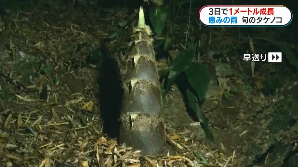 タケノコ3　　Rancid ELEPHANT 注意:受け渡しのみ 3日間で1m成長“雨後のタケノコ”土から顔を出す様子をタイムラプスで見