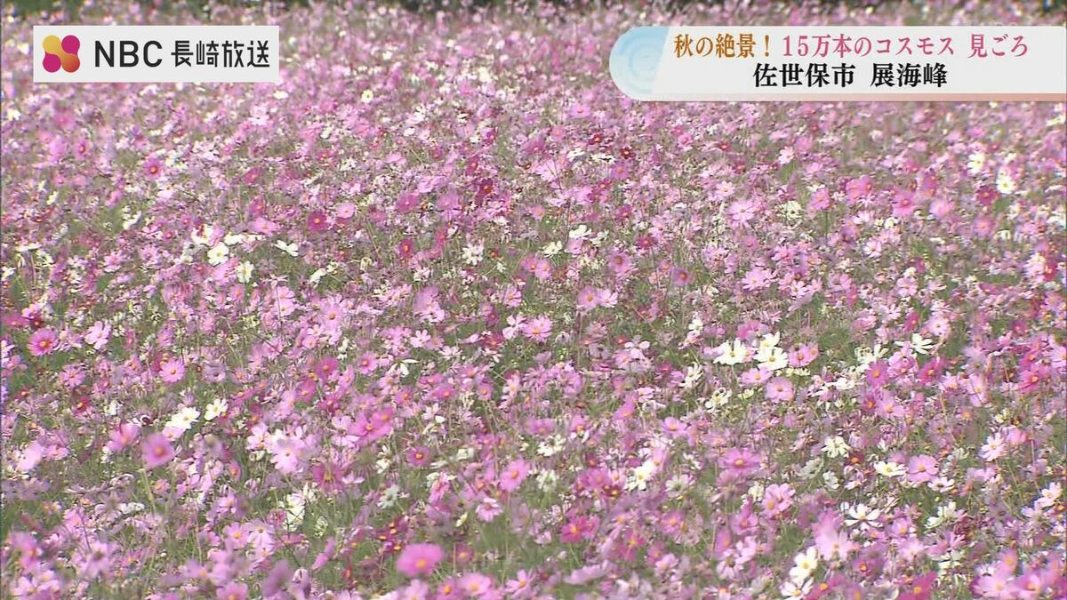 15万本のコスモスが満開に 九十九島望む絶景スポット「展海峰」が秋の