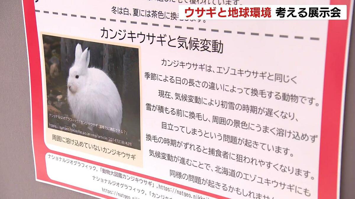気候変動でウサギも危険にさらされる…来年の干支・ウサギの生態を知る
