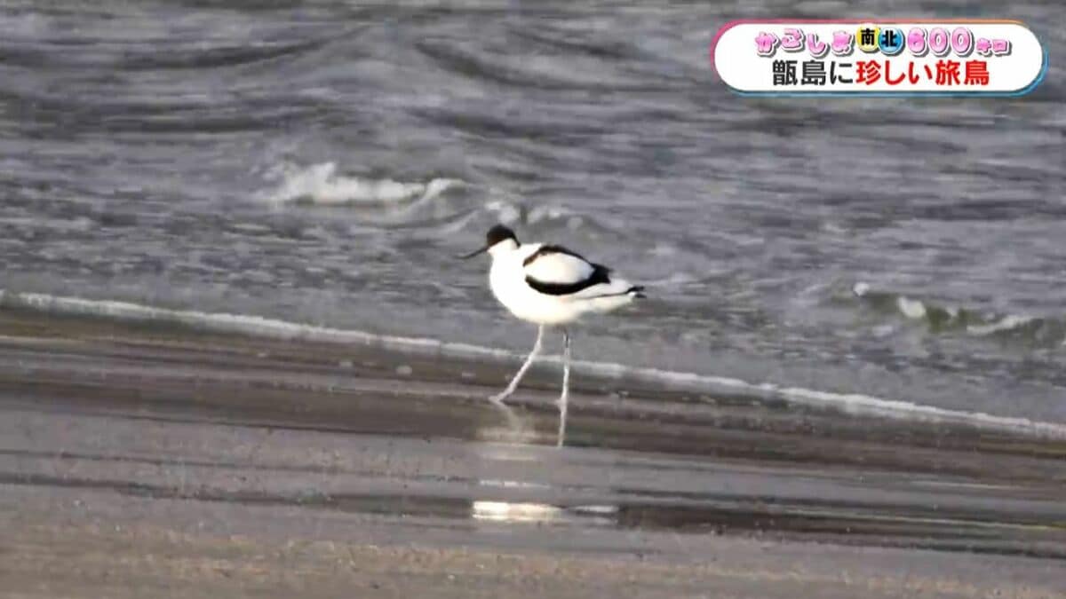 白く長い脚、上に反った独特のくちばし…珍しい旅鳥「ソリハシ