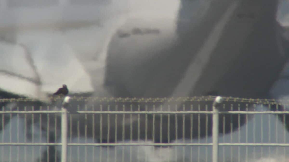 「バードストライク」那覇空港は全国２番目の多さ