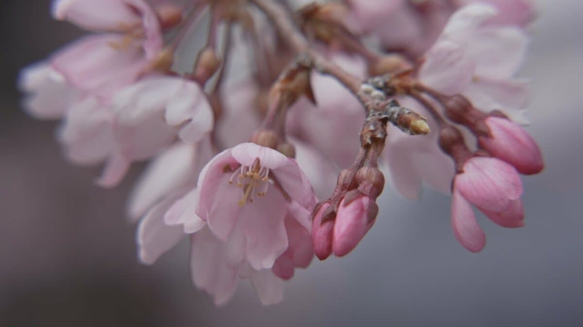 「春を感じます」　寺の境内でシダレザクラ ヒガンザクラが満開に　山梨・市川三郷町 宝寿院