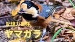 かつて神社でおみくじを引いていた賢い小鳥「ヤマガラ」抜群の記憶力であちこちに木の実を隠す「貯食行動」|TBS NEWS DIG