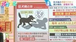 致死率“ほぼ100%”「狂犬病」 予防ワクチン義務でも3割が未接種 獣医師の見解は【ひるおび】|TBS NEWS DIG