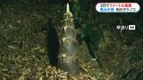 3日間で1m成長“雨後のタケノコ”土から顔を出す様子をタイムラプスで見てみた 今が収穫最盛期 | 鹿児島のニュース|MBC NEWS|南日本放送