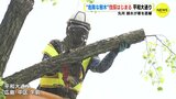 平和大通りの「危険な木」伐採 開始　先月 倒木が車を直撃　|　RCC NEWS | 広島ニュース | RCC中国放送