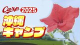 【カープ沖縄キャンプ】「負けたくない！」休日返上でライバルに勝つ！　|　RCC NEWS | 広島ニュース | RCC中国放送