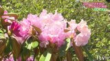 境内を華やかに彩るシャクナゲ 西条・横峰寺 | 愛媛のニュース - Nスタえひめ|あいテレビは6チャンネル