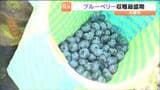 今が旬！ブルーベリーの収穫最盛期を鳴子温泉の観光農園で迎える　時間無制限の摘み取りも楽しめる　宮城・大崎市|TBS NEWS DIG