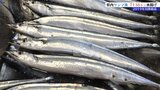2024年のサンマ水揚げ量 2023年の1.7倍 不漁の始まった2019年以降最高 岩手|TBS NEWS DIG