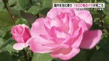 鮮やかな色と豊かな香り 100種類の「秋バラ」咲き誇る 熊本・荒尾市 | 熊本のニュース|RKK NEWS|RKK熊本放送