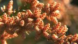 「例年の2倍」今年の花粉飛散予想 クリニックには早くも症状訴える人…去年の猛暑で発芽進む | 鹿児島のニュース|MBC NEWS|南日本放送