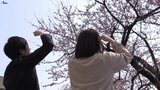1989年の観測開始以降最も早く 岩手・一関市がサクラの開花宣言|TBS NEWS DIG