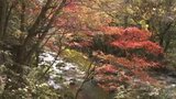 「染まるふるさと愛媛」 小田深山渓谷の紅葉 | 愛媛のニュース - Nスタえひめ|あいテレビは6チャンネル