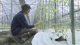 「諦めていないです」泥水の中、弱ったはずのミニトマト ハウスで見せた“健気な姿” | 熊本のニュース|RKK NEWS|RKK熊本放送