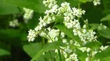 蒜山高原に秋の訪れ告げる風物詩 雪化粧のような白いソバの花と黄金色の稲穂の共演を楽しんで【岡山】|TBS NEWS DIG