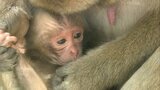 高崎山で今年最初のサルの赤ちゃんが誕生 名前は「ペッパーミル」 大分 | 大分のニュース|OBS NEWS|大分放送
