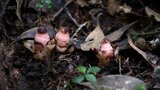大名行列の「奴さん」に似ていることから命名 延岡市の天然記念物「ヤッコソウ」が見ごろに | MRTニュース | MRT宮崎放送