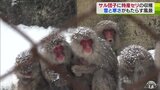 まさに「サル団子」冬毛に包まれた約60頭のサルたちが身を寄せ合う　厳冬だからこその自然の景色|TBS NEWS DIG