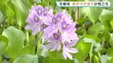 わずか1日の儚い美しさ…西の久保公園で「ホテイアオイ」が見頃に　熊本・天草市　|　熊本のニュース｜RKK NEWS｜RKK熊本放送