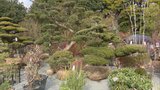 10万本の植木や苗木を展示販売「久留米植木まつり」を開催 | 福岡のニュース|RKB NEWS|RKB毎日放送