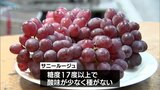 種なしブドウ「サニールージュ」の初競り 最高値は1箱2キロ入りで1万5000円|TBS NEWS DIG