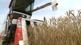 香り高い風味が“うどん”にいきる小麦「さぬきの夢2009」の収穫最盛期　県内で約9000トンを生産【香川】　|　岡山・香川のニュース | 天気 | RSK山陽放送