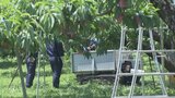 高所作業機の下敷き　67歳女性が死亡　モモ畑で農作業　同様の死亡事故は5月以降3件目　山梨|TBS NEWS DIG