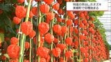 美郷町で特産「早出しホオズキ」の収穫が始まる | MRTニュース | MRT宮崎放送