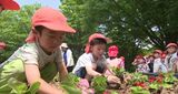 各地で25度超える夏日 保育園児が花植え体験 金沢市|TBS NEWS DIG